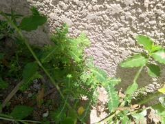 Phyllanthus urinaria