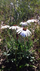 Dimorphotheca nudicaulis