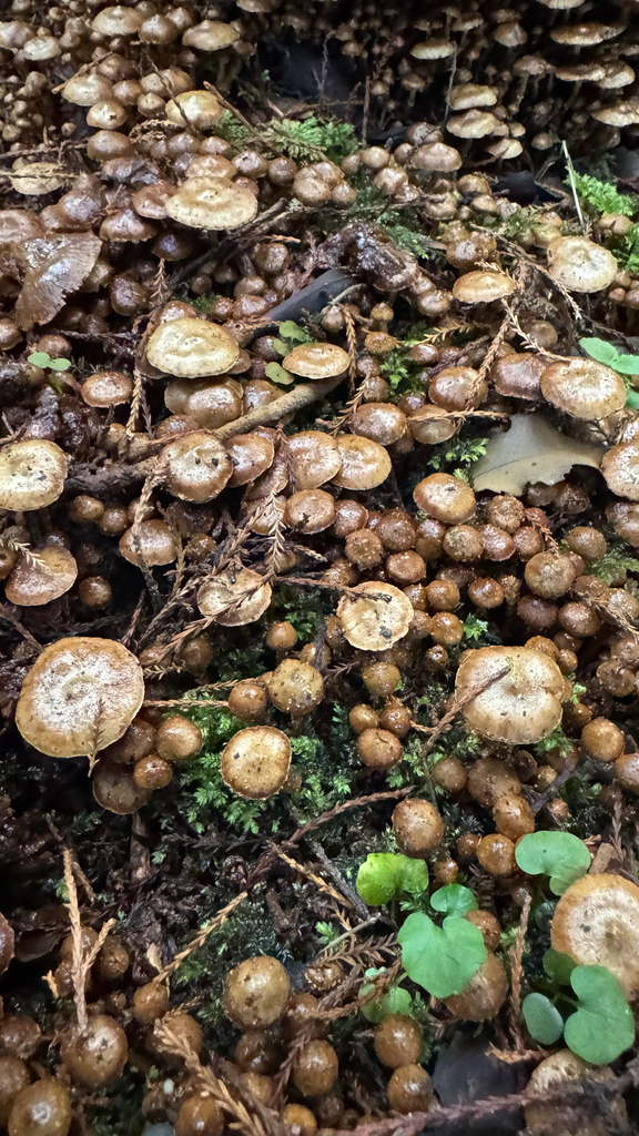 Pholiota subflammans · April 2025 · photo: © frankashwood (iNaturalist, cc-by)