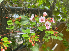 Cheniella corymbosa, photograph Toby Y, CC BY, iNaturalist via GBIF