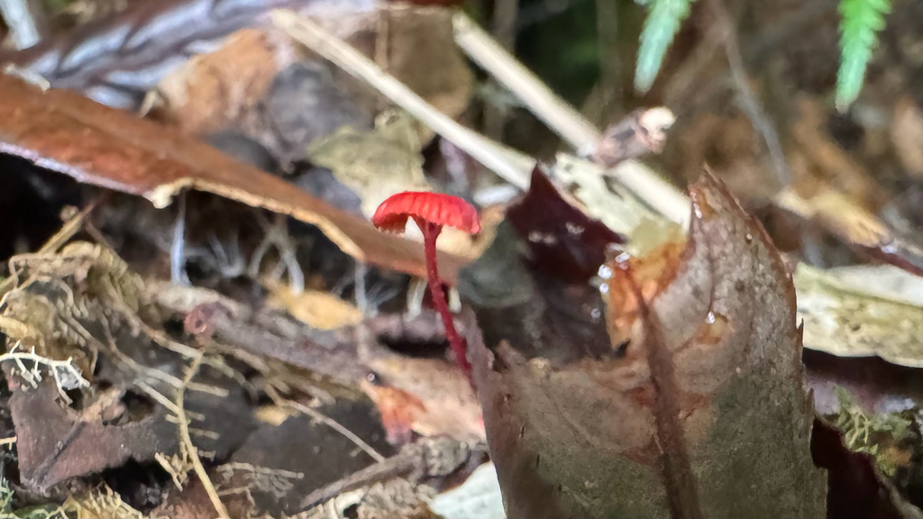 Cruentomycena viscidocruenta · April 2025 · photo: © frankashwood (iNaturalist, cc-by)