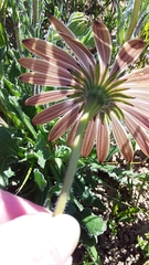 Dimorphotheca nudicaulis