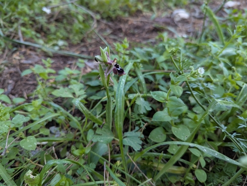 Image of Ophrys reinholdii by (c) Elias, some rights reserved (CC BY)