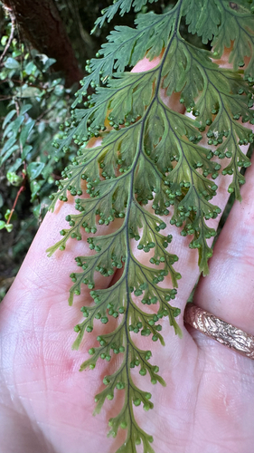 Hymenophyllum scabrum observed 2025-04-22