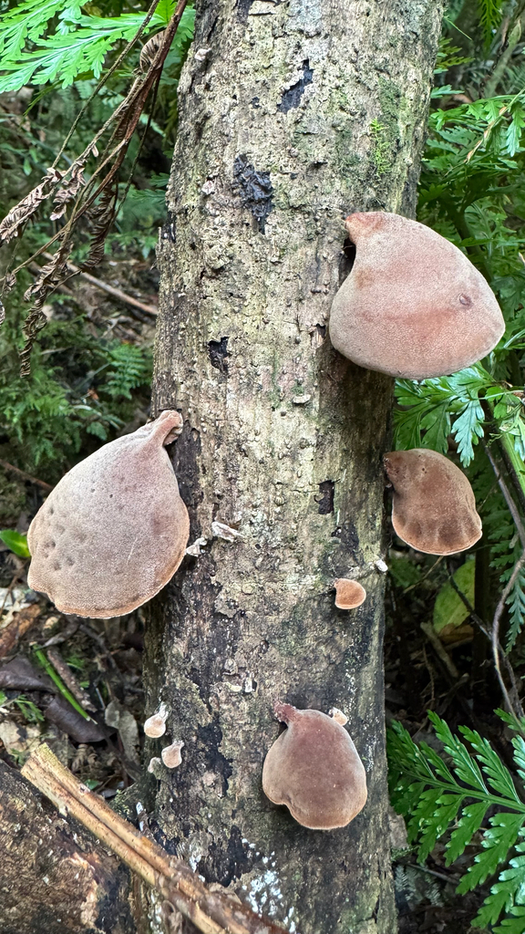 Auricularia cornea · April 2025 · photo: © frankashwood (iNaturalist, cc-by)