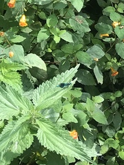 Calopteryx splendens