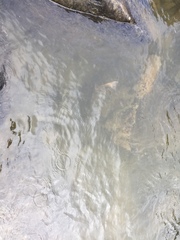 Salvelinus confluentus