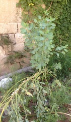 Nicotiana glauca