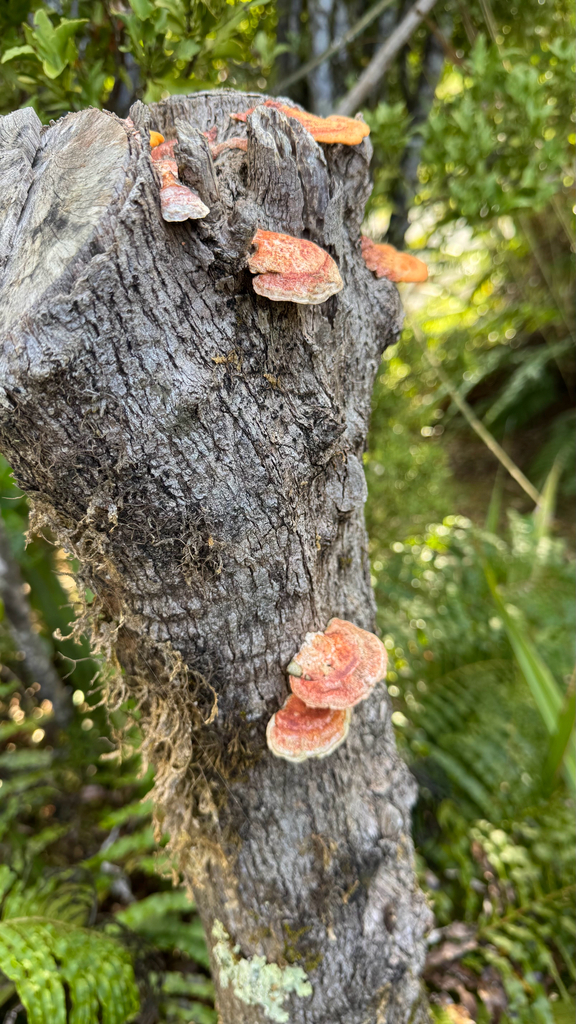 Trametes coccinea · April 2025 · photo: © frankashwood (iNaturalist, cc-by)