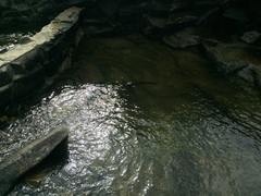 Salvelinus confluentus