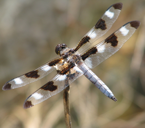 Twelve-spotted Skimmer, photo 3 of 9