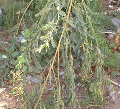 Nicotiana glauca