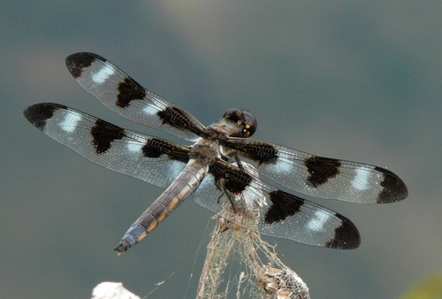 Twelve-spotted Skimmer, photo 6 of 9