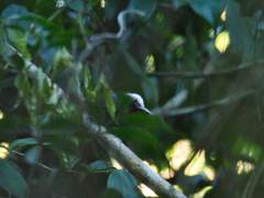 Myrmoborus leucophrys