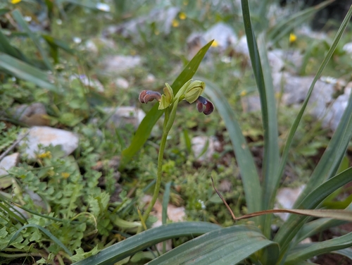Image of Ophrys omegaifera by (c) Elias, some rights reserved (CC BY)