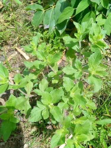 Acanthospermum hispidum image