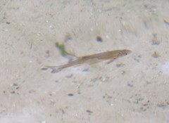 Pseudochondrostoma polylepis