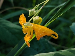 Impatiens aurella