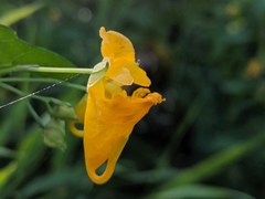 Impatiens aurella