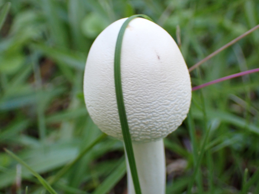 Macrolepiota dolichaula · April 2025 · photo: © a_teitzel (iNaturalist, cc-by)