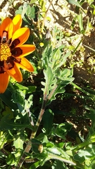 Gazania ciliaris