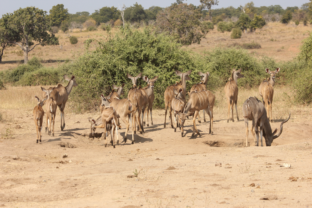 Tragelaphus strepsiceros strepsiceros, Chobe, BW, by ntoepfer