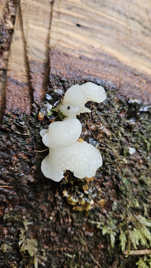 Favolaschia pustulosa · April 2025 · photo: © rusty_wingnut (iNaturalist, cc0)