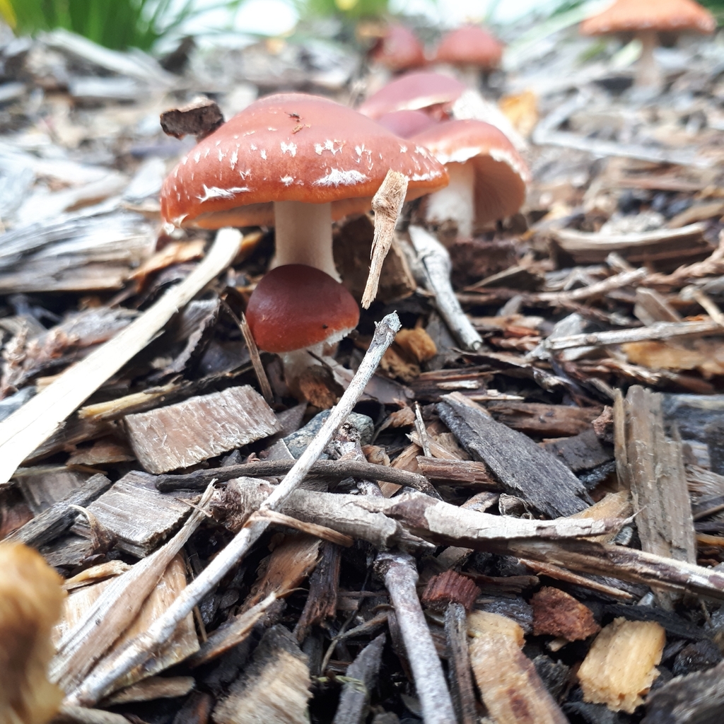 Leratiomyces ceres · April 2025 · photo: © dannali (iNaturalist, cc0)