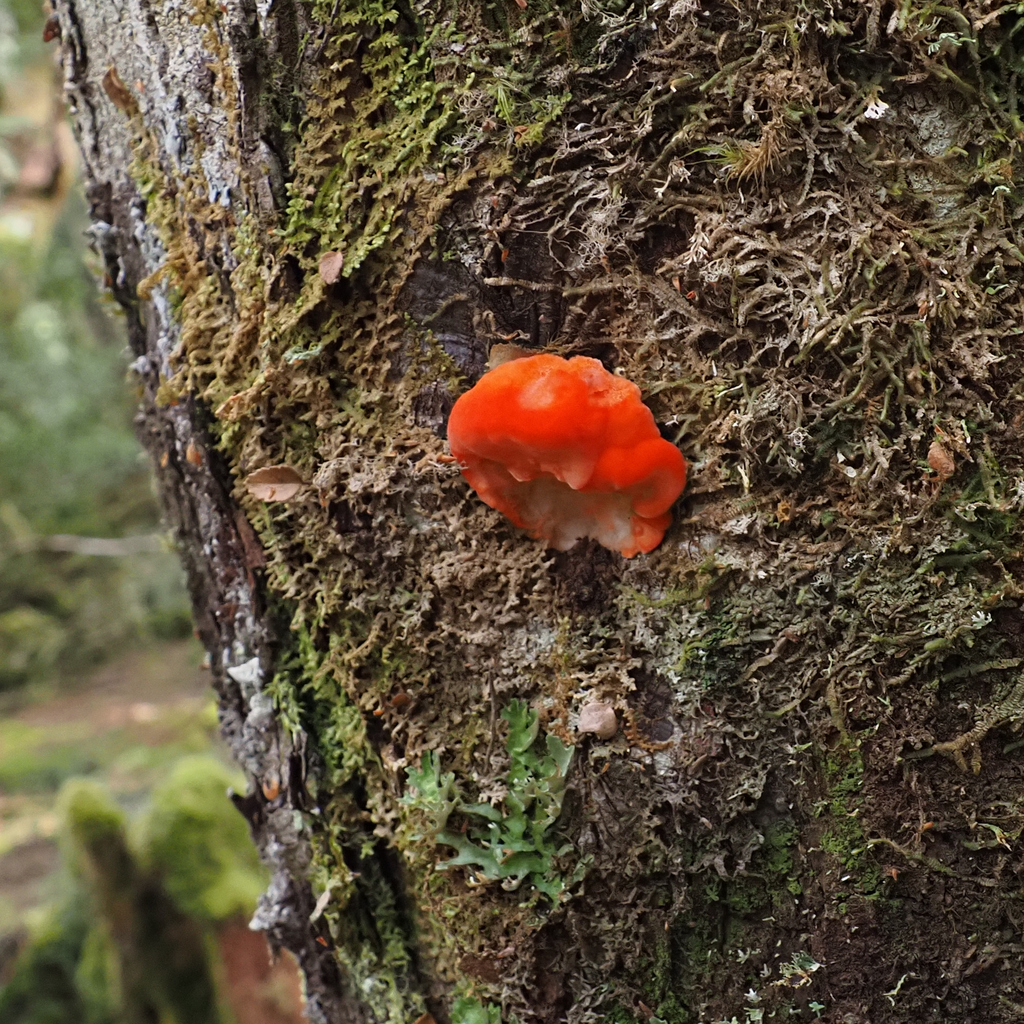 Aurantiporus pulcherrimus · April 2025 · photo: © cowirrie (iNaturalist, cc0)