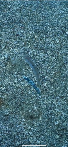 Cymolutes lecluse observed 2025-04-21