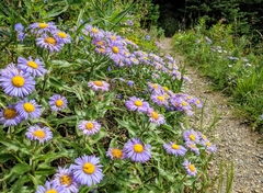 Erigeron subtrinervis