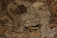 Macrovipera lebetinus schweizeri