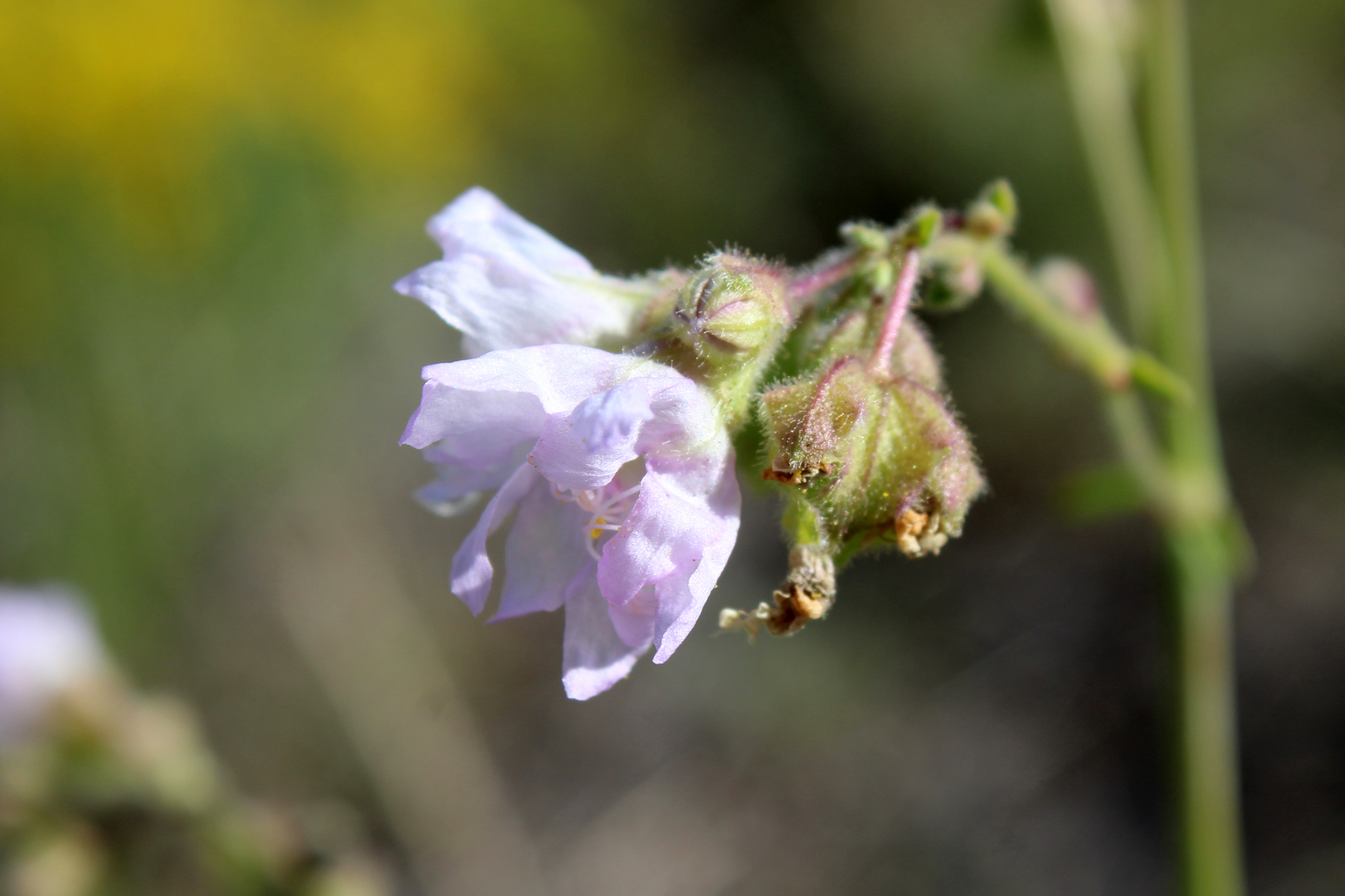 Mirabilis linearis var. linearis