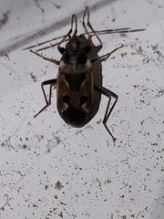 Rhyparochromus vulgaris