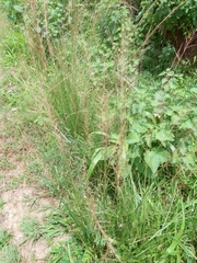 Sporobolus pyramidalis