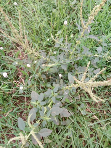 Amaranthus spinosus image