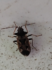 Rhyparochromus vulgaris