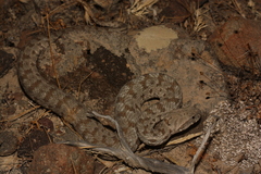 Macrovipera lebetinus schweizeri