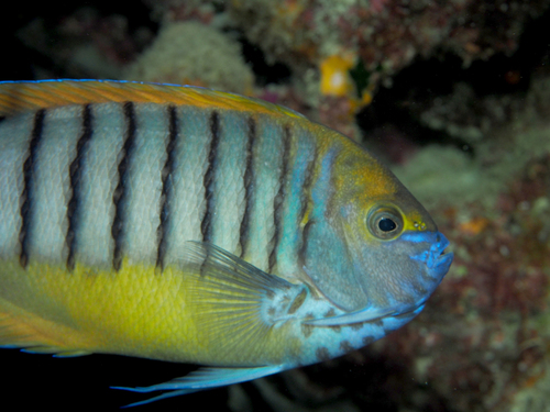 Halfbanded angelfish (Genicanthus semicinctus) — Pomacanthidae — 2