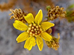 Deinandra minthornii