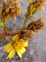 Deinandra minthornii