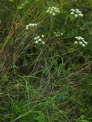 Pimpinella