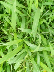 Setaria barbata