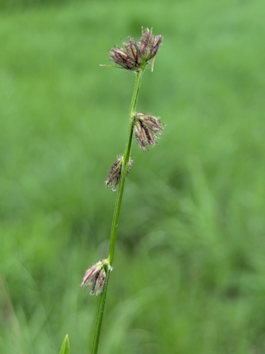 Scleria hirtella, 2025-04-18