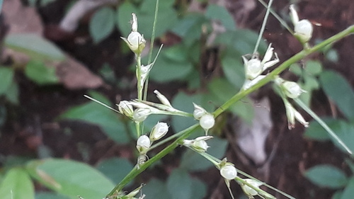 Florida Keys nutrush (Scleria lithosperma)