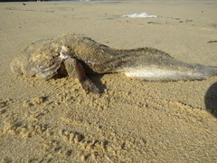 Halobatrachus didactylus