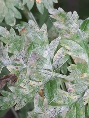 Erysiphe heraclei