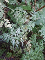 Erysiphe heraclei