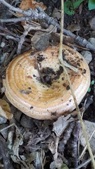 Lactarius zonarius