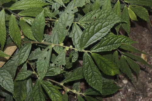 Elatostema banahaense